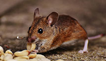 Find Exterminators in Culpeper County
